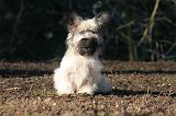SKYE TERRIER 048